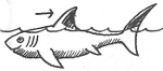 Clipart image of a fin